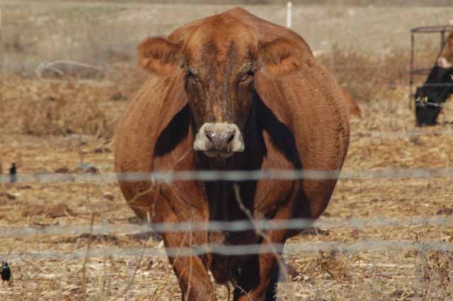 one mean looking cow